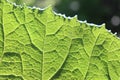 Closeup of a leaf. Leaf vein in summer. Vegetation and light.