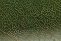 Closeup of leaf veins on green background. Abstract brown-veined texture of leaf. Green-yellow labyrinth background Royalty Free Stock Photo