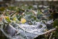 Closeup of leaf of wild cabbage Brassica oleracea covered with frozen morning dew water droplets on a field in winter