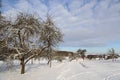 Closeup of leafless trees, winter nature Royalty Free Stock Photo