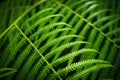 closeup of leavef from Mexican tree fern