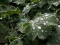 Closeup of leaves of Alchemilla or lady's mantle