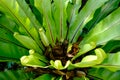 Closeup leaves Asplenium scolopendrium, known as hart`s tongue plant