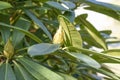 Closeup of leaves and buds of eucalyptus Royalty Free Stock Photo