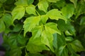 Closeup of the leaves on a china doll plant Royalty Free Stock Photo