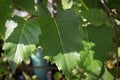 Closeup of the leaves on a columnar birch tree