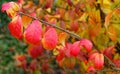 closeup leaves of red burning bush in Fall color