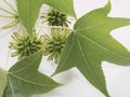 Closeup of leaves and fruits of American Sweetgum on white background