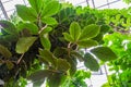 Closeup of the leaves a giant grape vine plant, tropical cultivated plant specie, Horticulture and nature background