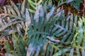 Closeup of the leaves of a golden serpent fern, popular tropical plant specie in horticulture