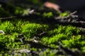 A bright macro picture of green autumn moss on the bark of a vine bush