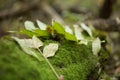 Closeup leaves on a green moss