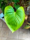 Closeup of leaves of the homalomena rubescens kunth or king of heart Royalty Free Stock Photo