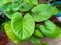 Closeup of leaves of the homalomena rubescens kunth or king of heart in the Tropical garden Royalty Free Stock Photo