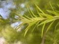 Closeup of Japanese Cedar Leaves Royalty Free Stock Photo