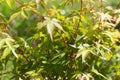 Closeup of leaves of Japanese maple tree- nature still life