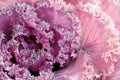 Closeup leaves of ornamental purple cabbage et sunny day