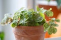 Closeup leaves of Oxalis corymbosa aureo-reticulata plant in flower pot at home, soft focus