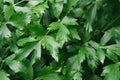 Closeup leaves of parsley, green background