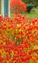 closeup leaves of red burning bush in Fall color with bush in distance at house Royalty Free Stock Photo