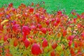 closeup leaves of red burning bush in Fall color