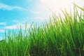 Closeup leaves of rice plants