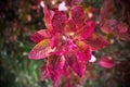 Closeup of the leaves of ricinus communis, the castor oil plant Royalty Free Stock Photo