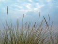 Closeup of marram grass leaves and seed heads