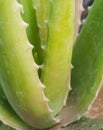 Closeup leaves of spiked herb called Aloe (Aloe vera (L.) Burm.)