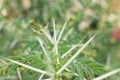 Closeup of Leaves and Thorn