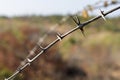 Closeup of Leaves and Thorn