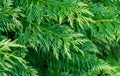 Closeup of leaves Thuja plicata Zebrina or Western red cedar tree. Giant arborvitae or western arborvitae variegated leaves