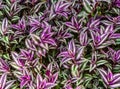Closeup of the leaves of a wandering jew plant, tropical plant from America and Asia, popular cultivated garden plants Royalty Free Stock Photo
