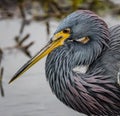 Closeup left profile of the tricolor heron standing in water