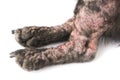 Closeup legs of dog sick leprosy skin problem with white background