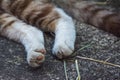 Closeup legs and tail of domestic sleepy cat. Royalty Free Stock Photo