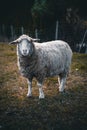 Closeup of a Leicester Longwool sheep grazing on the farm Royalty Free Stock Photo