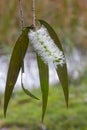 Closeup of Lemon bottlebrush on the Atherton Tableland