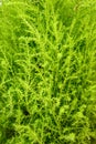 Closeup of Lemon Cypress tree foliage, as textured nature background of bright yellow green Royalty Free Stock Photo