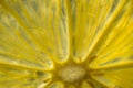 Closeup lemon slice. Transparent texture of lemon