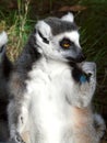 Closeup of lemur holding a peacock feather in its paws, mammal, wildlife