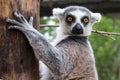 Closeup of a lemur, Lemuroidea primate hugging a tree trunk in a zoo