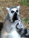 Closeup of lemur licking its tail, mammal, animal