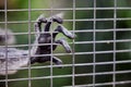 Closeup of a lemur's hand inside a metal cage reaching out through the bars Royalty Free Stock Photo