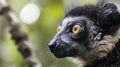 Closeup of a lemurs face its eyes fixed intently on its next branch as it prepares to spring into another impressive