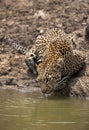Closeup of a leopard drinking water, Masai Mara