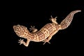 Closeup Leopard Gecko Eublepharis macularius Isolated on Black Background Royalty Free Stock Photo