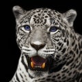 Closeup leopard jaguar staring Royalty Free Stock Photo