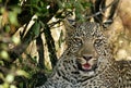 Closeup of a Leopard, masai Mara