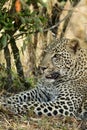 A closeup of Leopard , Masai Mara
